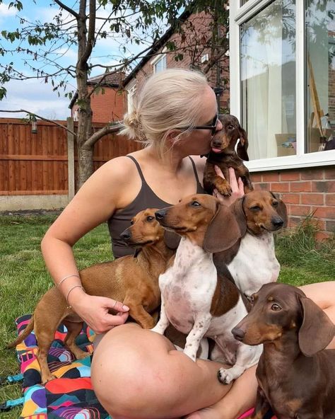 Royal Dachshund Kennels breeder with puppies