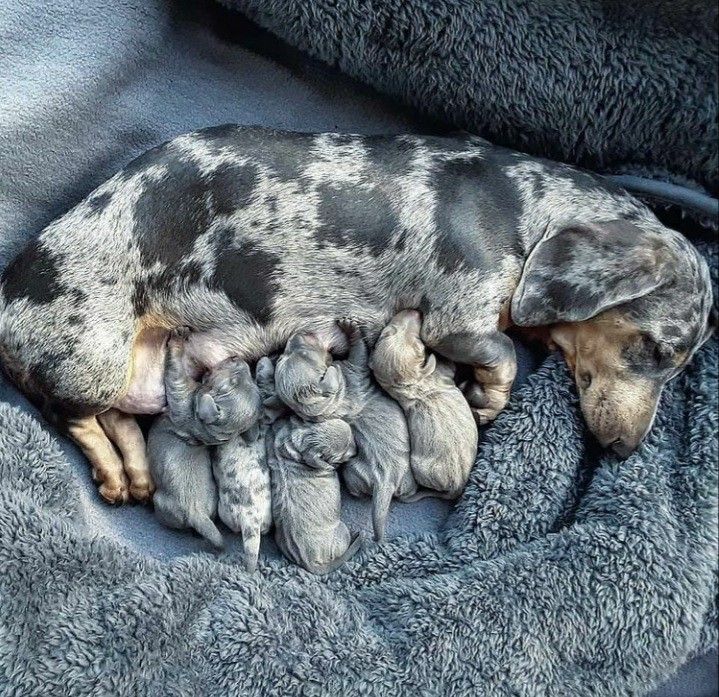 Royal Dachshund Kennels