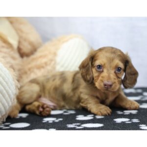 Meet Kash - 9 Weeks Old