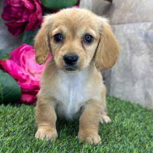 Meet - Pixie 9 Weeks Old