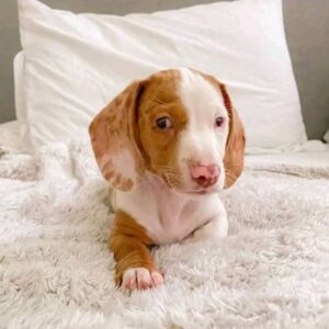 Meet Rose - 9 Weeks Old