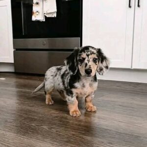 Meet Juliette – 10 Weeks Old