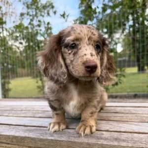 Meet Jon - 10 Weeks Old