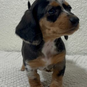 Meet Oreo - 9 Weeks Old
