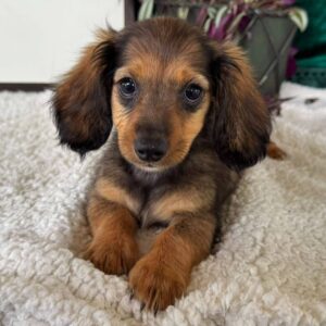 Meet Leo - 10 Weeks Old